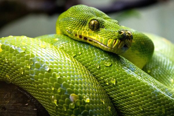 significado de soñar con serpientes verdes