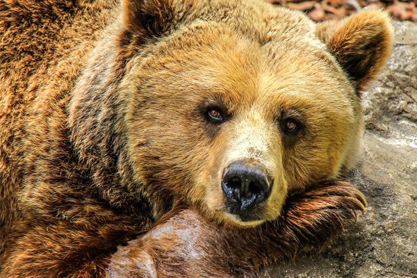 soñar con osos grandes significado
