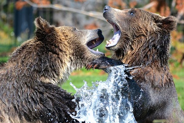 osos jugando