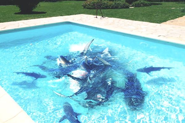soñar con tiburones en una piscina