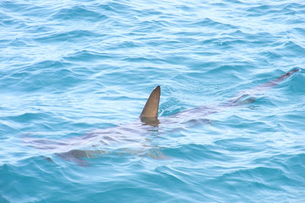 soñar con tiburones en aguas claras